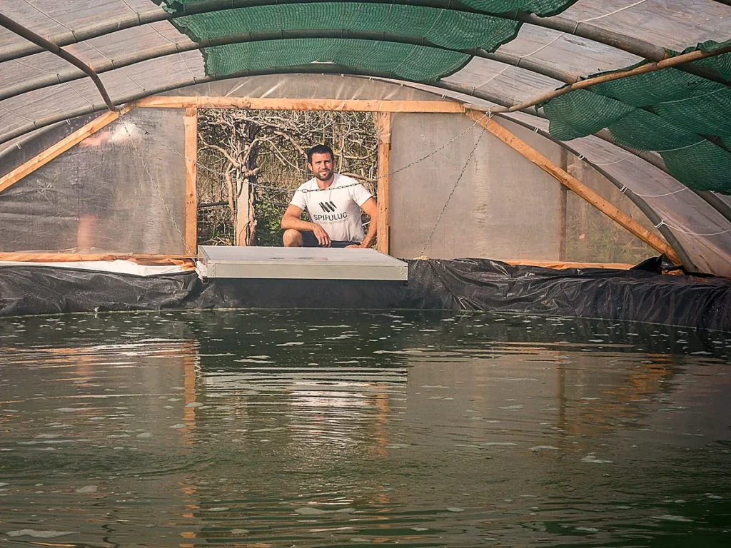 Bassin de culture de spiruline sous serre à la ferme Spiruluc, au Luc dans le Var